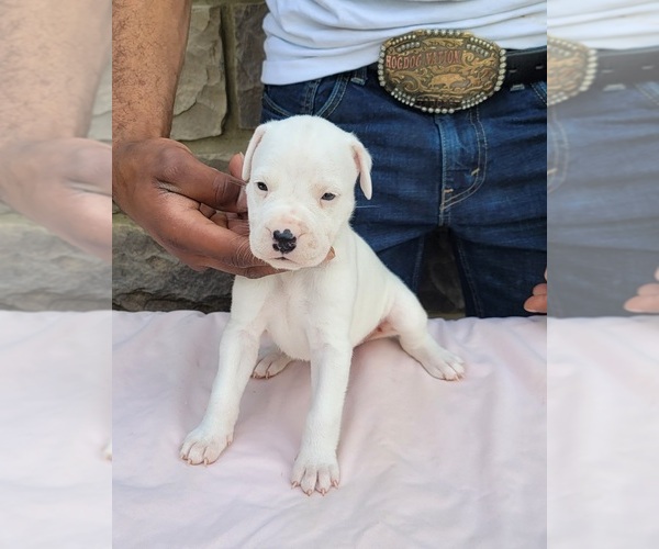 Medium Photo #3 Dogo Argentino Puppy For Sale in NEWNAN, GA, USA