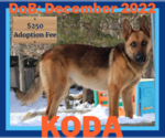 Small #7 German Shepherd Dog