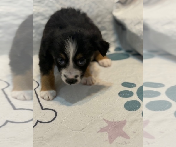Medium Photo #3 Australian Shepherd Puppy For Sale in WEBSTER, FL, USA
