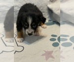 Small #2 Australian Shepherd