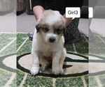 Small #2 Great Pyrenees