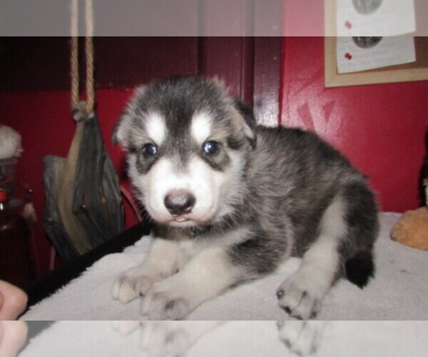 Medium Photo #1 Wolf Hybrid Puppy For Sale in BECKLEY, WV, USA