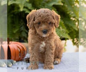 Cavapoo Puppy for sale in LITITZ, PA, USA