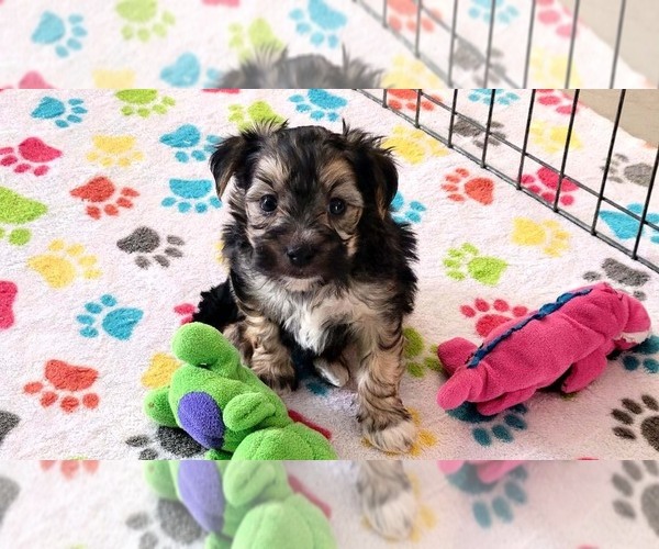 Medium Photo #3 Morkie Puppy For Sale in ORO VALLEY, AZ, USA