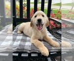 Small Photo #3 Golden Retriever Puppy For Sale in INDIANAPOLIS, IN, USA