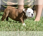 Small Photo #23 Bulldog Puppy For Sale in JACKSONVILLE, FL, USA