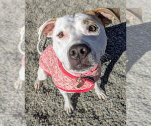 Olive Mini Pittie - Female Mutt Dog for Adoption - Photo #6
