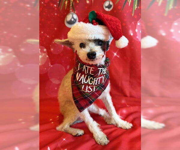 Medium Photo #9 Poodle (Toy)-Unknown Mix Puppy For Sale in Arlington, VA, USA