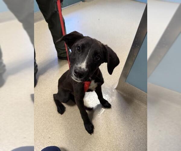 Medium Photo #1 Labrador Retriever-Unknown Mix Puppy For Sale in Newton, NC, USA