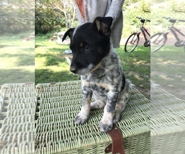 Medium Photo #3 Border Collie Puppy For Sale in CHAUMONT, NY, USA