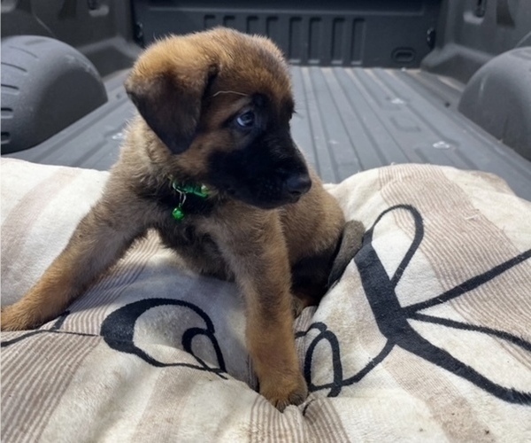 Medium Photo #3 German Shepherd Dog Puppy For Sale in HASLET, TX, USA