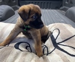 Small Photo #3 German Shepherd Dog Puppy For Sale in HASLET, TX, USA