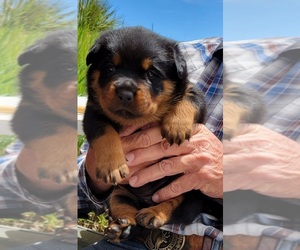 Rottweiler Puppy for sale in HARRISON, NE, USA