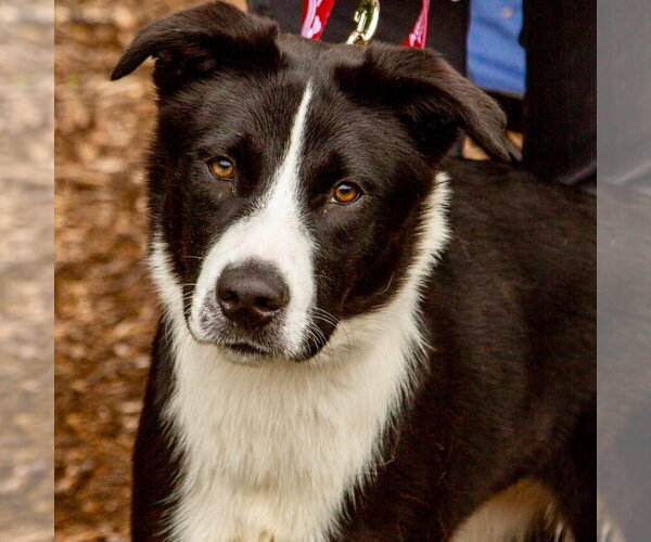 Medium Photo #6 Border Collie-Unknown Mix Puppy For Sale in Canton, CT, USA