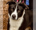 Small #5 Border Collie Mix