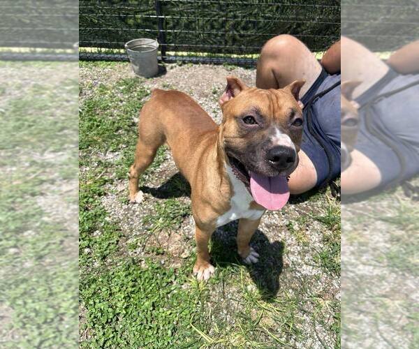 Medium Photo #1 Mutt Puppy For Sale in Abbeville, LA, USA