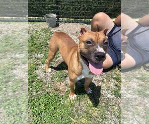 Mutt Dogs for adoption in Abbeville, LA, USA
