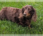 Small #1 Dachshund