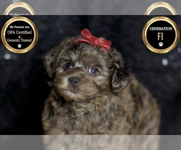 Medium Photo #94 Yorkipoo Puppy For Sale in WARSAW, IN, USA
