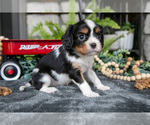 Small Photo #16 Cavalier King Charles Spaniel Puppy For Sale in NARVON, PA, USA