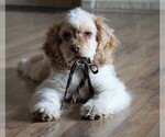 Small Photo #6 Cocker Spaniel Puppy For Sale in FREDERICKSBG, OH, USA