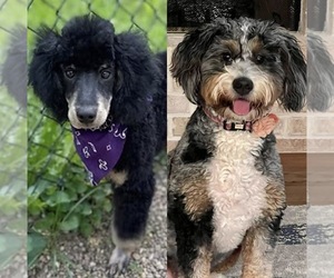 Bernedoodle (Miniature) Puppy for Sale in ROCK HILL, South Carolina USA