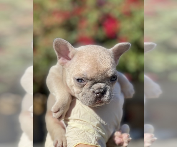 Medium Photo #9 French Bulldog Puppy For Sale in LOS ANGELES, CA, USA