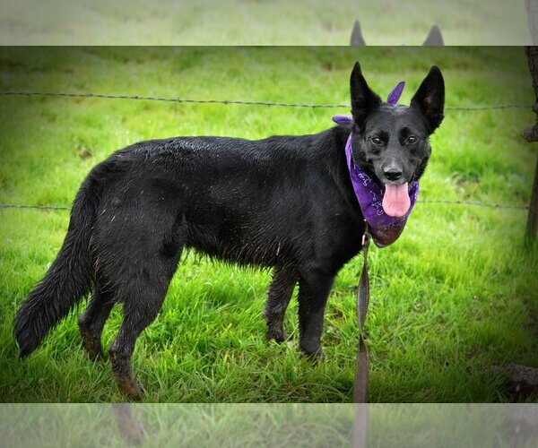 Medium Photo #6 German Shepherd Dog Puppy For Sale in Milpitas, CA, USA