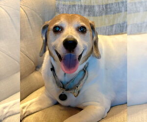 Hattie - Female Beagle-Unknown Mix Dog for Adoption - Photo #4