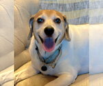 Small #3 Beagle Mix