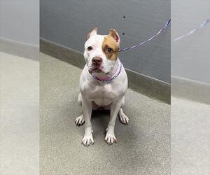 Mutt Dogs for adoption in Las Vegas, NV, USA