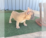QUEST - Male French Bulldog Puppy for Sale - Photo #4