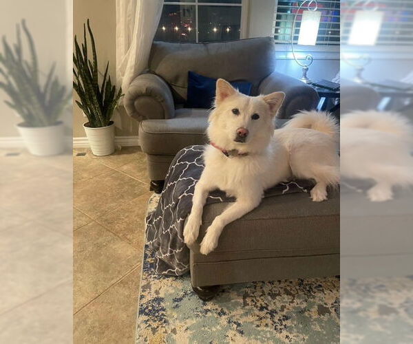Medium Photo #1 Golden Retriever-pomeranian spitz Mix Puppy For Sale in Agoura Hills, CA, USA