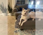 Small Golden Retriever-pomeranian spitz Mix