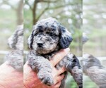 Puppy Silver Lining Goldendoodle (Miniature)