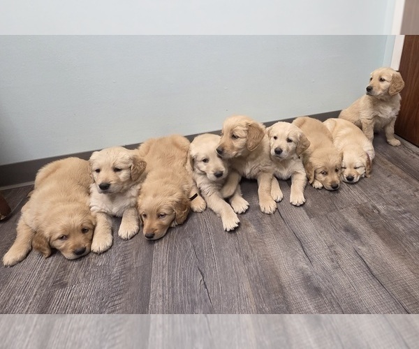 Medium Photo #17 Golden Retriever Puppy For Sale in MINNEAPOLIS, MN, USA