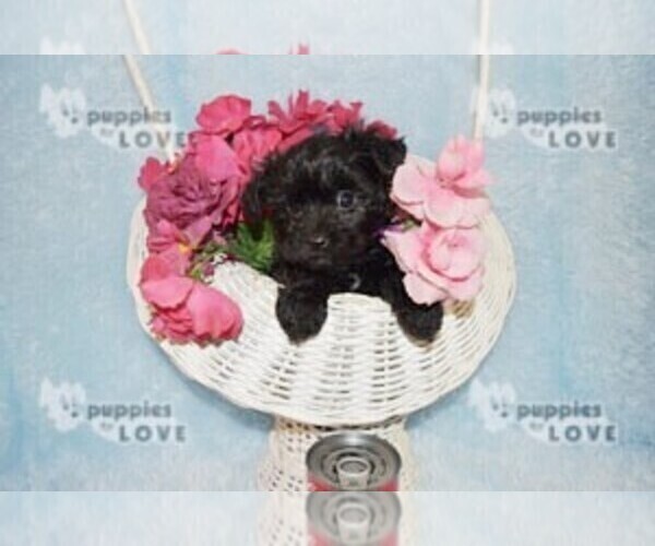 Medium Photo #11 Poodle (Toy)-Yorkshire Terrier Mix Puppy For Sale in SANGER, TX, USA