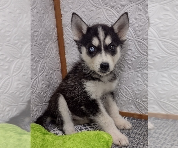 Medium Photo #1 Siberian Husky Puppy For Sale in MOUNT AYR, IA, USA
