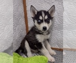 Small Photo #1 Siberian Husky Puppy For Sale in MOUNT AYR, IA, USA