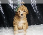 Small Photo #35 Poodle (Toy) Puppy For Sale in WARSAW, IN, USA
