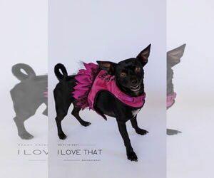 Chiweenie Dogs for adoption in The Woodlands, TX, USA