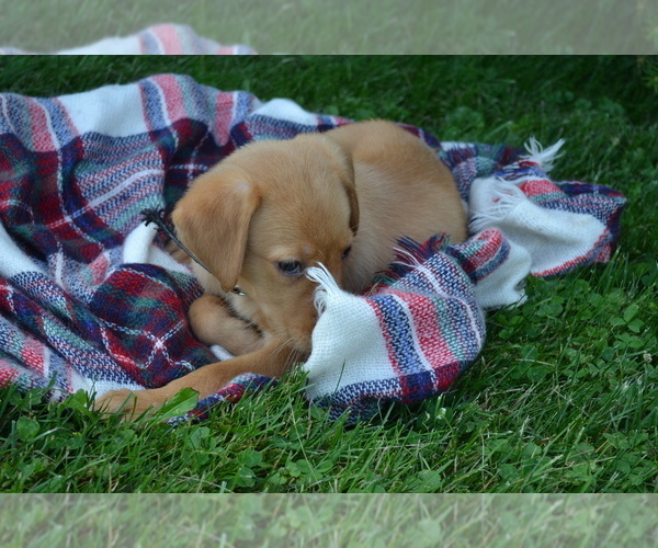 Medium Photo #4 Labrador Retriever Puppy For Sale in GREENWOOD, WI, USA