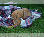 Small #3 Labrador Retriever
