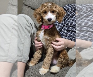Goldendoodle (Miniature) Puppy for sale in CRAWFORDSVLLE, IA, USA