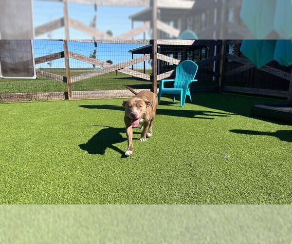 Medium Photo #7 American Pit Bull Terrier Puppy For Sale in Chestertown, MD, USA