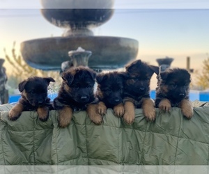 German Shepherd Dog Litter for sale in PINON HILLS, CA, USA