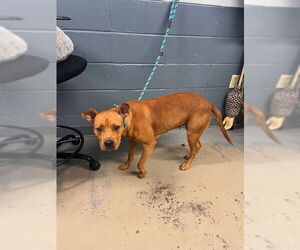 American Staffordshire Terrier-Unknown Mix Dogs for adoption in Tallahassee, FL, USA