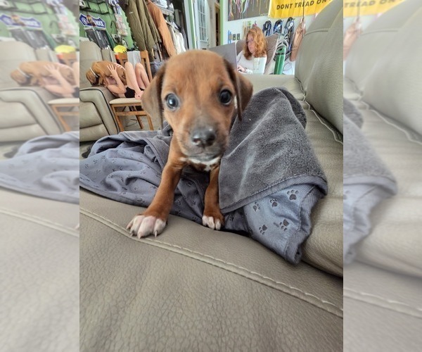 Medium Photo #4 Rhodesian Ridgeback Puppy For Sale in YOUNGWOOD, PA, USA