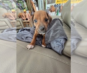 Medium Rhodesian Ridgeback