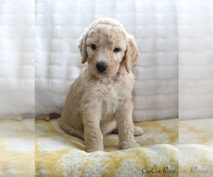 Goldendoodle Puppy for sale in CHERRY CREEK, NY, USA